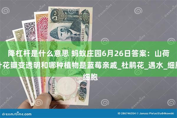 降杠杆是什么意思 蚂蚁庄园6月26日答案：山荷叶花瓣变透明和哪种植物是蓝莓亲戚_杜鹃花_遇水_细胞